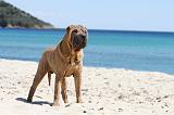 SHAR-PEI 610